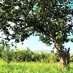아파트 Al Vico Dei Limoni